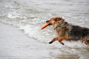 Hund mit Frisbeescheibe