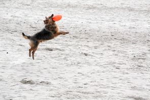 Hund mit Frisbeescheibe