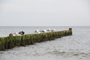 Vögel auf Stangen