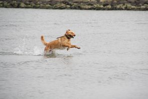 Hund mit Stock