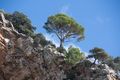 Baum auf Berg