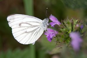 Schmetterling an Blüte