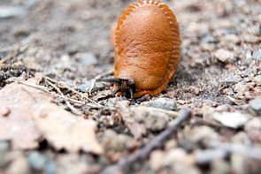 Nacktschnecke